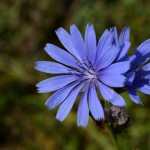 Bachblüte Chicory bei Heilpraktiker Nürnberg