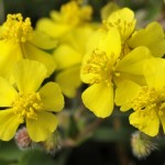 Rock Rose Bachblüte