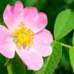 Wild Rose Bachblüte